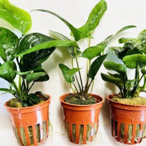 Anubias Plants