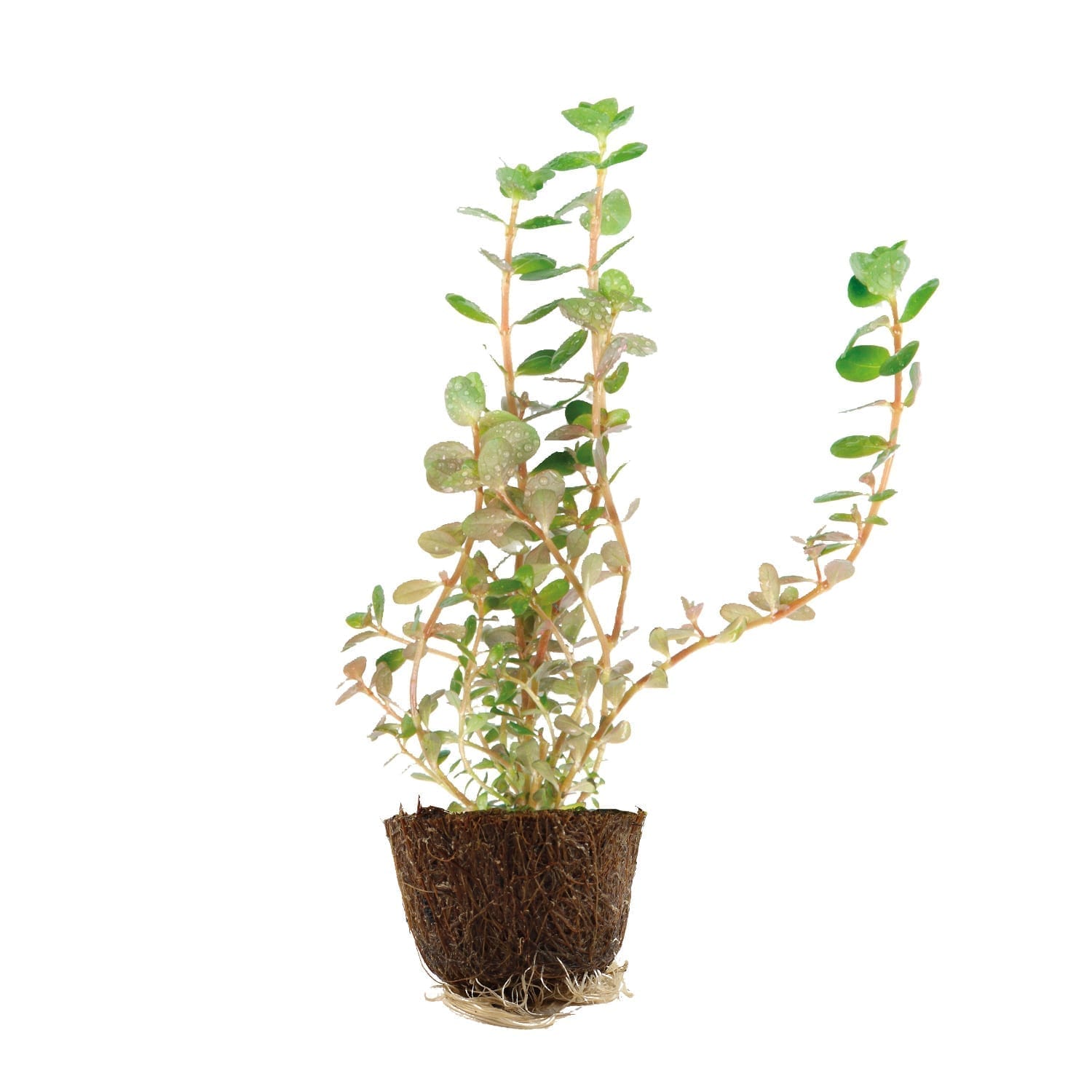 Rotala rotundifolia Mini Pot