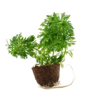 Limnophila sessiliflora Mini Pot