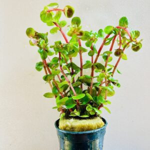 java-plants.com